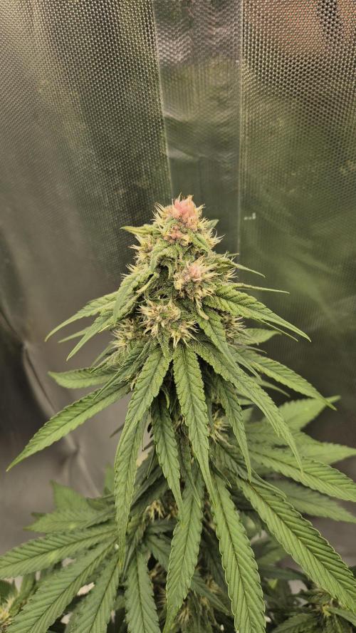 Kekse aus den Tropen. Week 9 - Tag 63