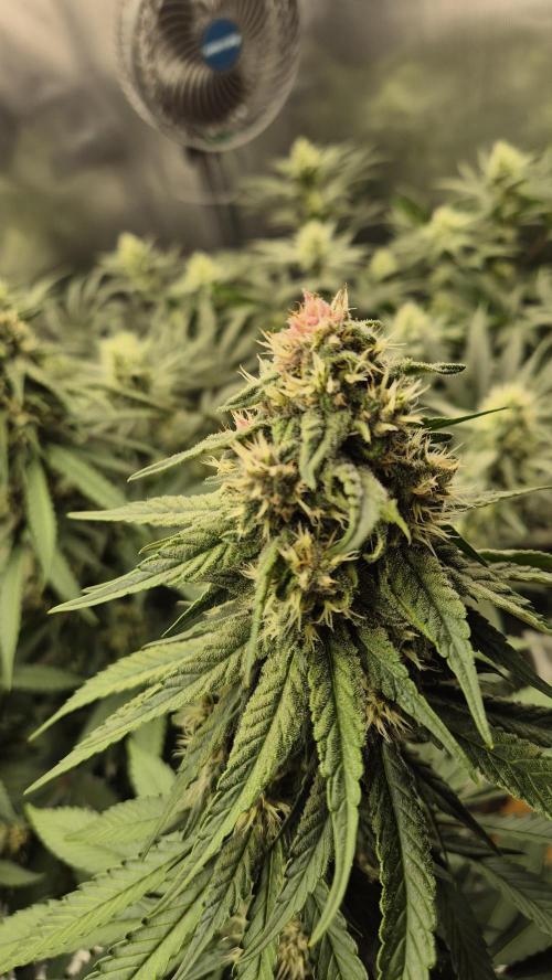 Kekse aus den Tropen. Week 9 - Tag 63