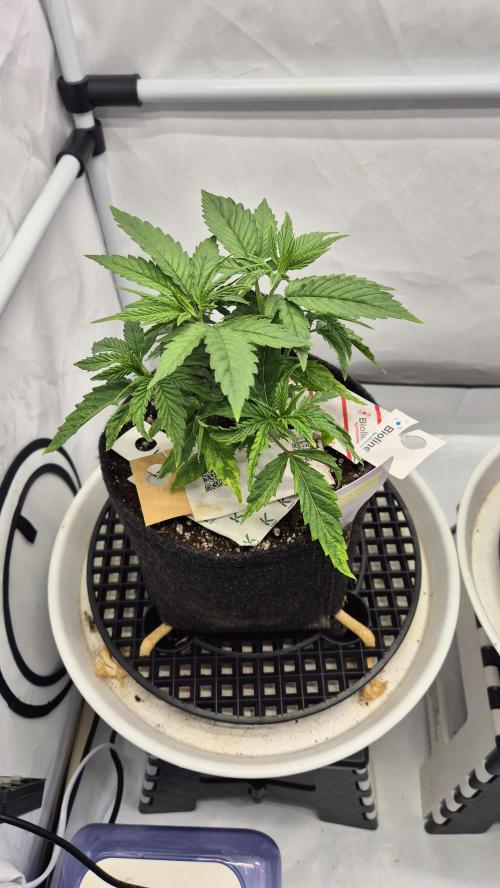 Melonenbogen!. Week 5 - Tag 29