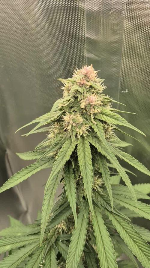 Kekse aus den Tropen