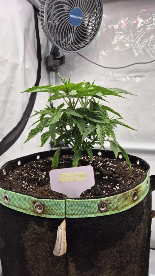 Melonenbogen!. Week 5 - Tag 30