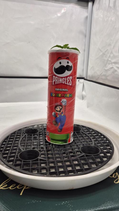 Gorillamelon (Pringles-Cup). Week 2 - Tag 8