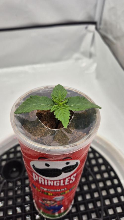 Gorillamelon (Pringles-Cup). Week 2 - Tag 8