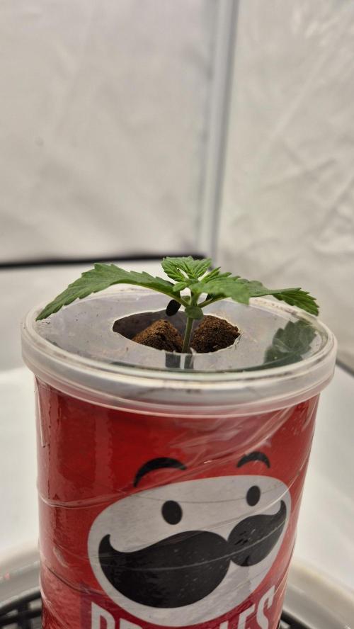 Gorillamelon (Pringles-Cup). Week 2 - Tag 8