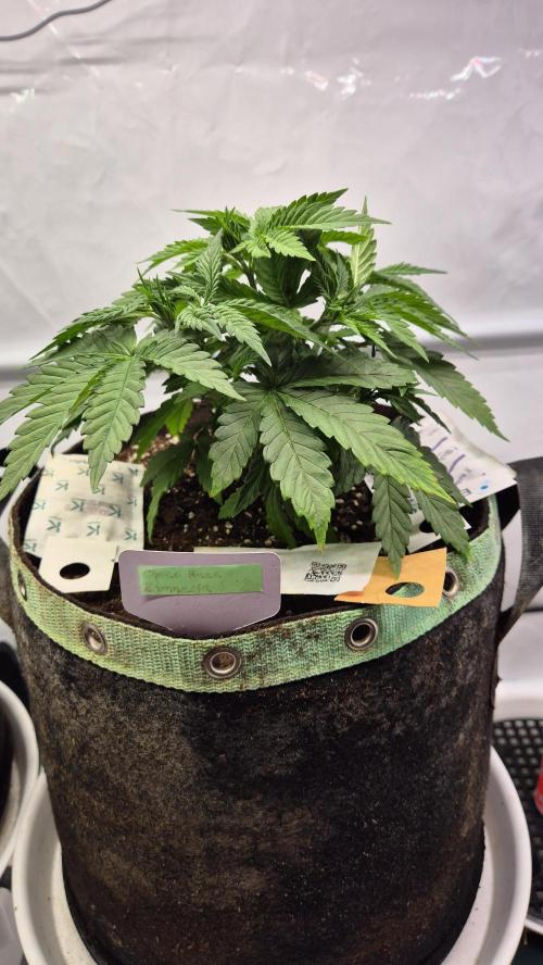 Schokolade. Week 4 - Tag 31