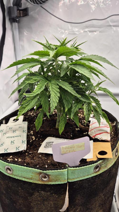 Melonenbogen!. Week 5 - Tag 31