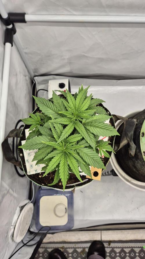 Melonenbogen!. Week 5 - Tag 31