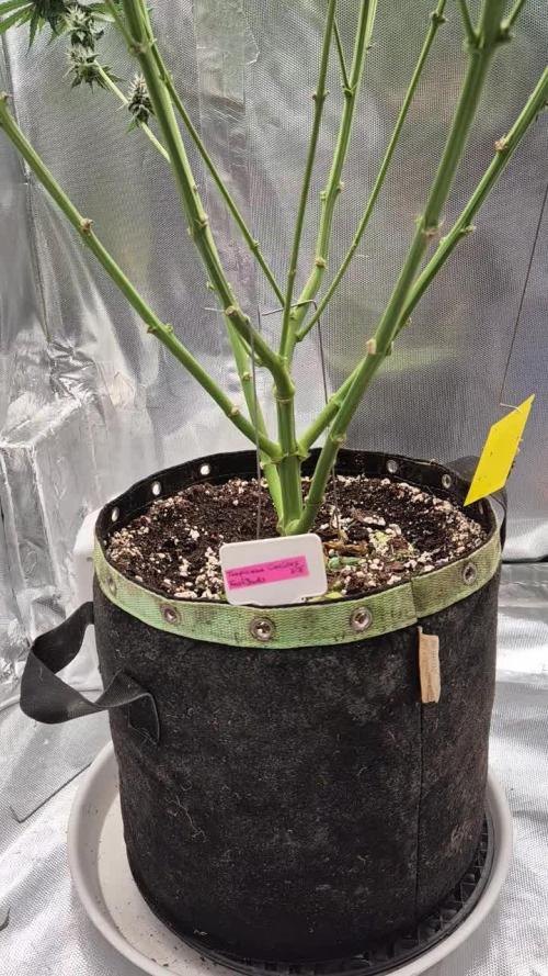 Kekse aus den Tropen