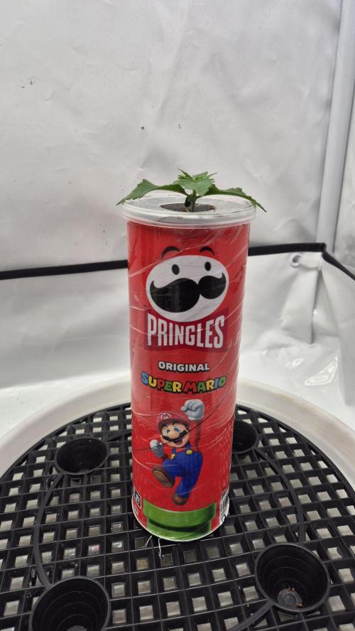 Gorillamelon (Pringles-Cup). Week 2 - Tag 9