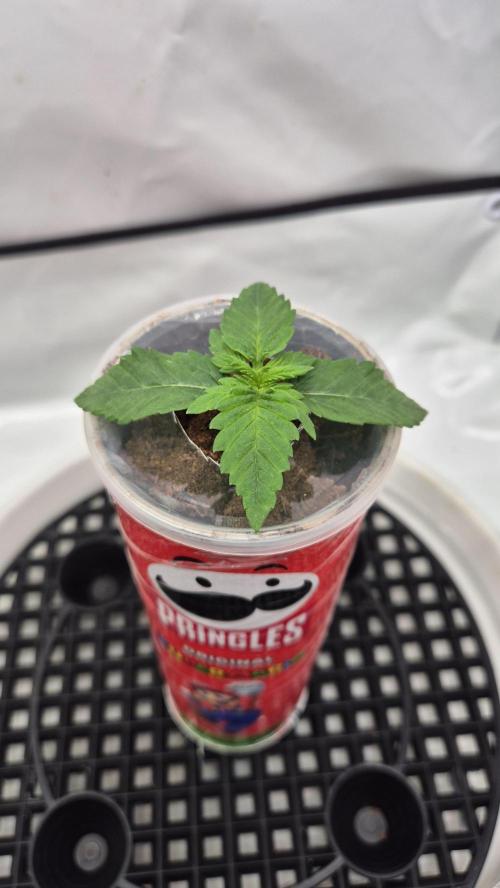 Gorillamelon (Pringles-Cup). Week 2 - Tag 9