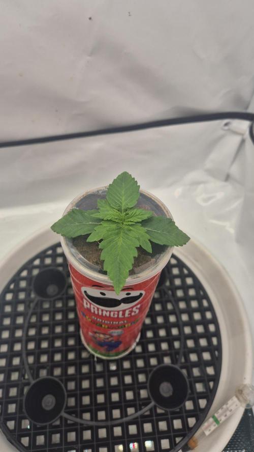 Gorillamelon (Pringles-Cup). Week 2 - Tag 10