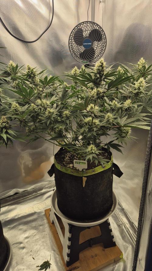 Apfelblüten. Week 10 - Tag66