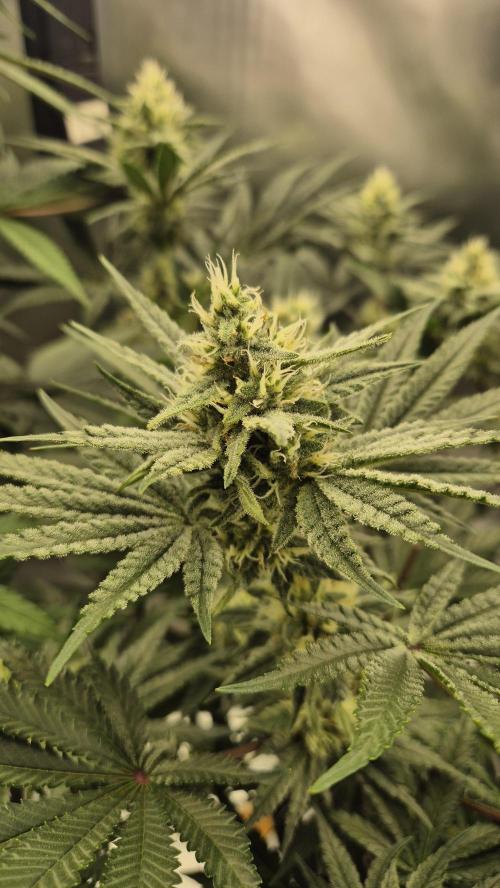 Apfelblüten. Week 10 - Tag 66