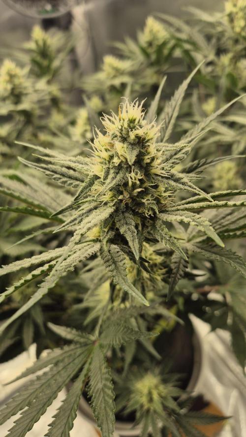 Apfelblüten. Week 10 - Tag 66