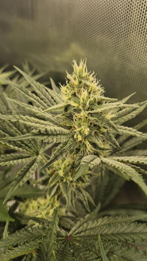 Apfelblüten. Week 10 - Tag 66