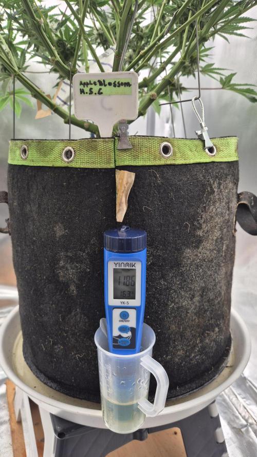 Apfelblüten. Week 10 - Drain