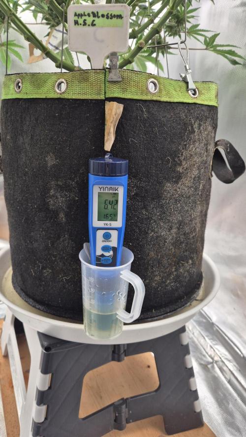 Apfelblüten. Week 10 - Drain 