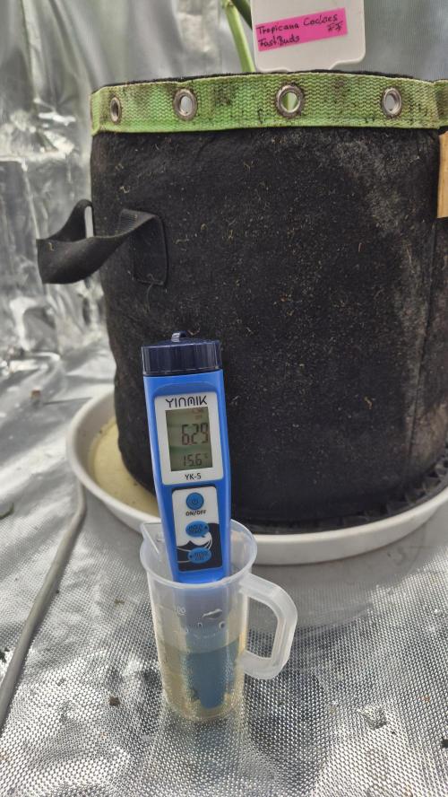 Kekse aus den Tropen. Week 10 - Drain