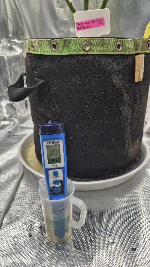 Kekse aus den Tropen. Week 10 - Drain