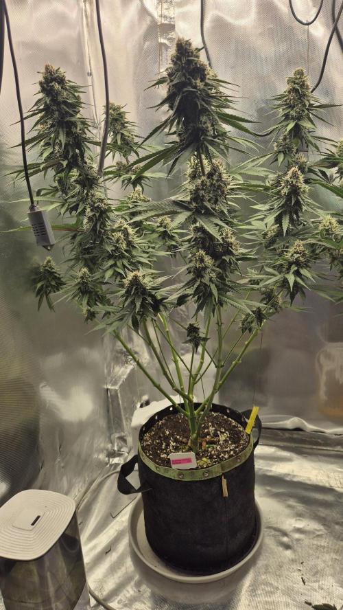 Kekse aus den Tropen. Week 10 - Tag 65