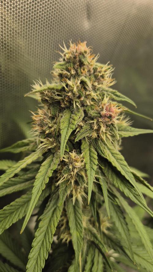 Kekse aus den Tropen. Week 10 - Tag 65