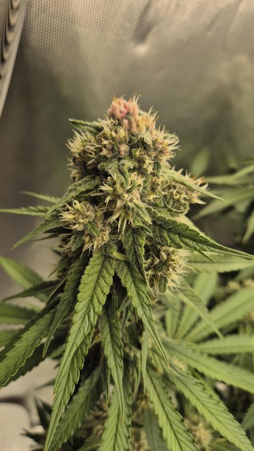 Kekse aus den Tropen. Week 10 - Tag 65