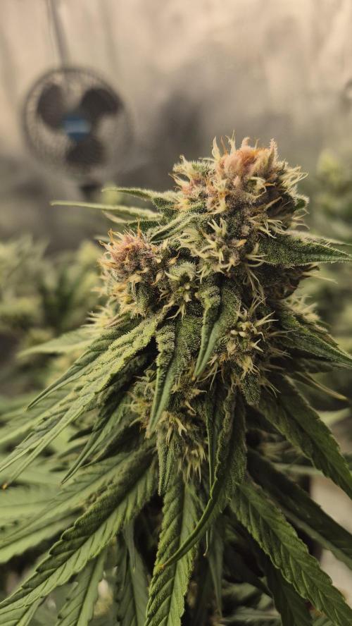 Kekse aus den Tropen. Week 10 - Tag 65