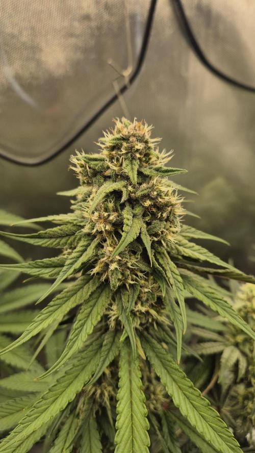 Kekse aus den Tropen. Week 10 - Tag 65