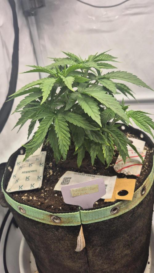 Melonenbogen!. Week 5 - Tag 32