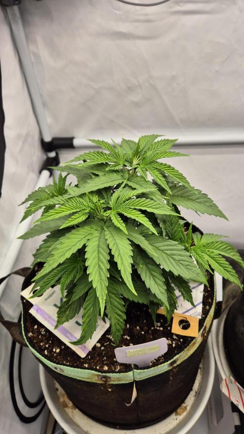 Melonenbogen!. Week 5 - Tag 33