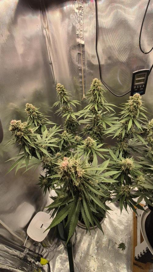 Kekse aus den Tropen. Week 10 - Tag 66
Blütetag 35