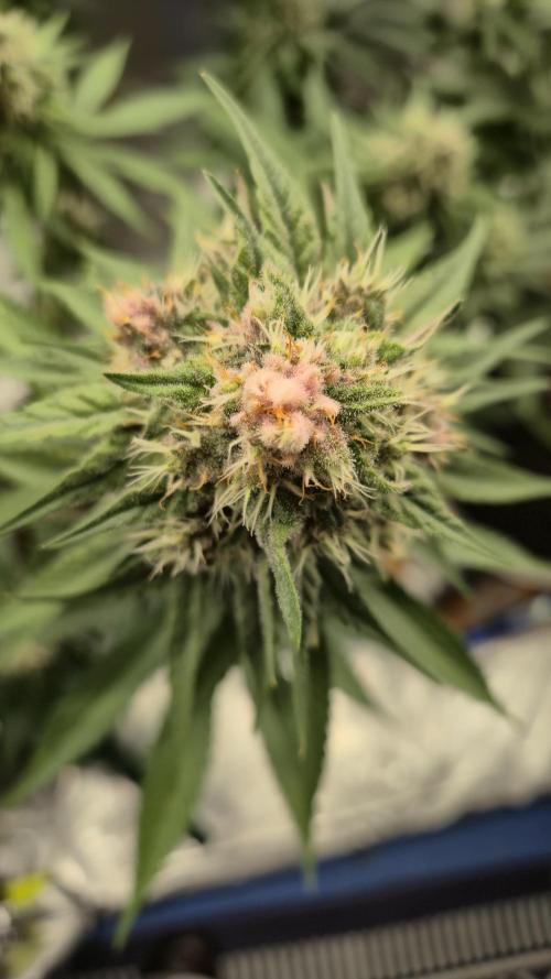 Kekse aus den Tropen. Week 10 - Tag 66
Blütetag 35