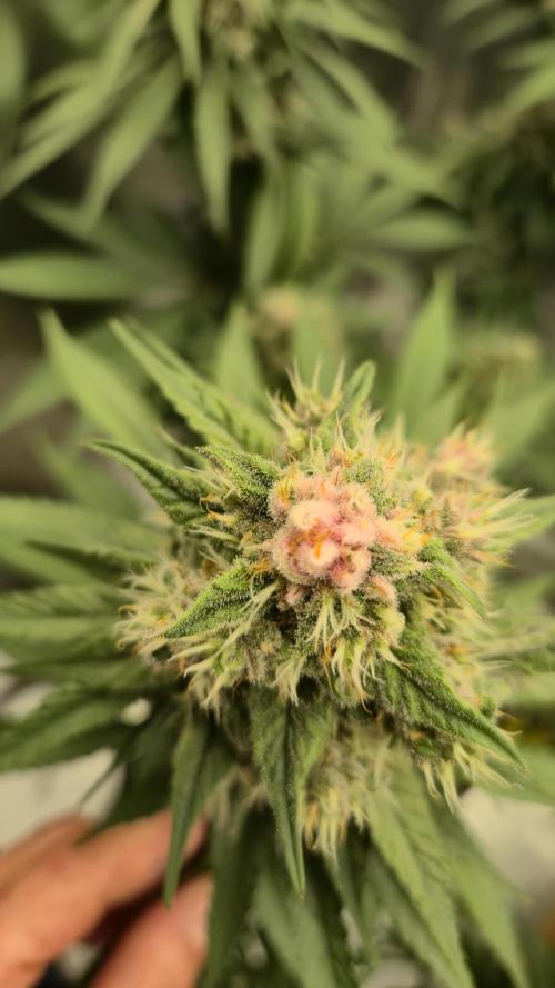 Kekse aus den Tropen. Week 10 - Tag 66
Blütetag 35