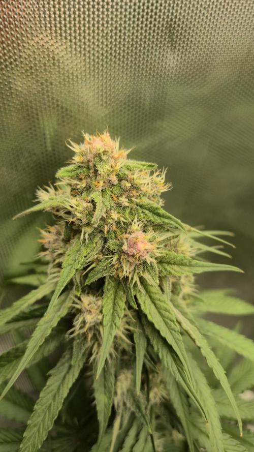 Kekse aus den Tropen. Week 10 - Tag 66
Blütetag 35