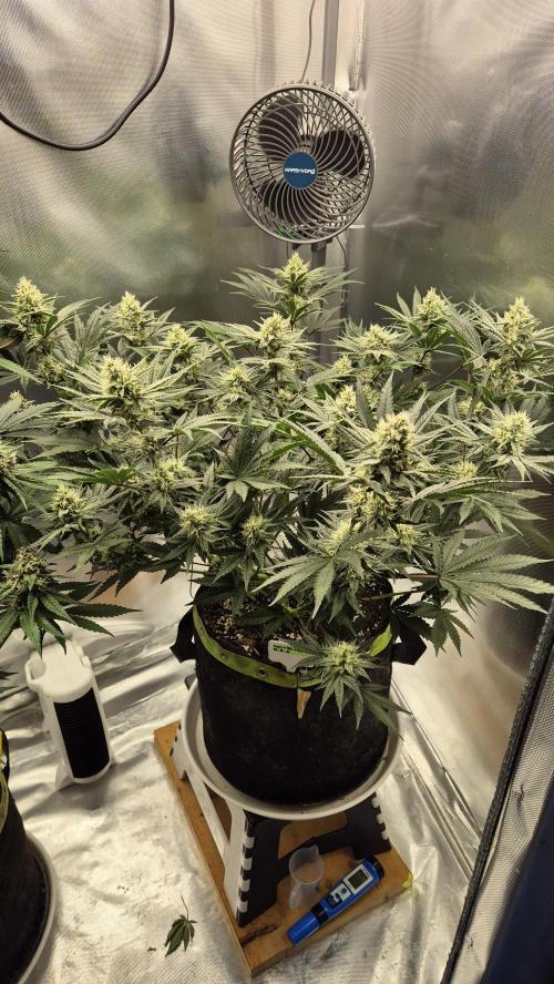 Apfelblüten. Week 10 - Tag 66
Blütetag 35