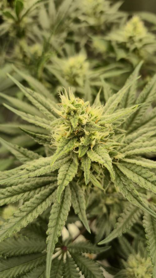 Apfelblüten. Week 10 - Tag 66
Blütetag 35