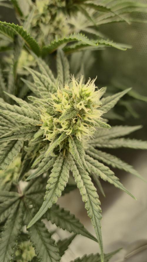 Apfelblüten. Week 10 - Tag 66
Blütetag 35