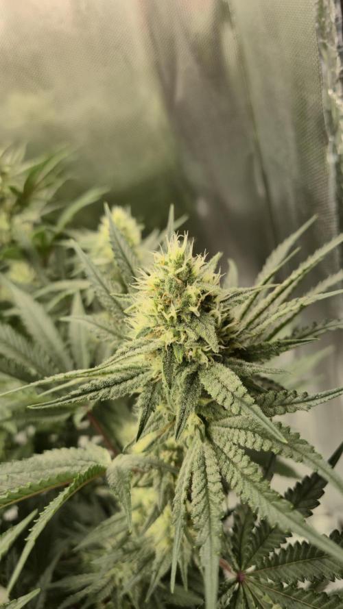 Apfelblüten. Week 10 - Tag 66
Blütetag 35