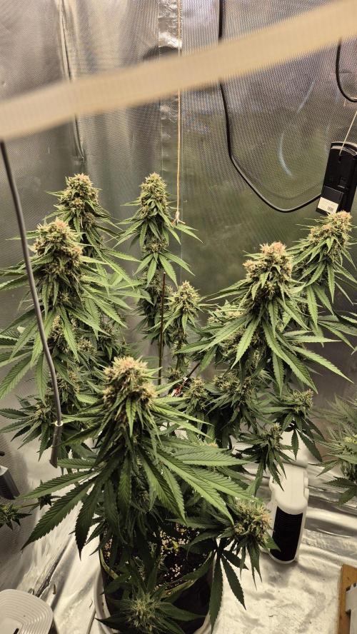 Kekse aus den Tropen. Week 10 - Tag 67