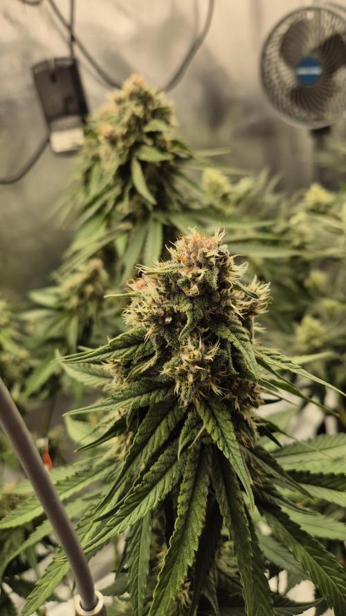 Kekse aus den Tropen. Week 10 - Tag 67