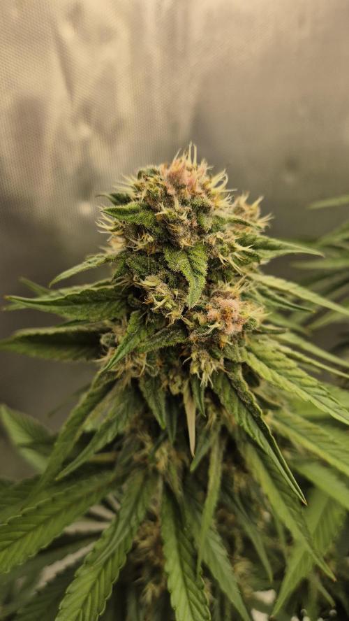 Kekse aus den Tropen. Week 10 - Tag 67