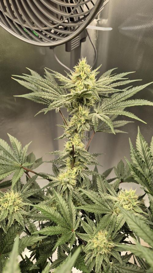 Apfelblüten. Week 10 - Tag 67