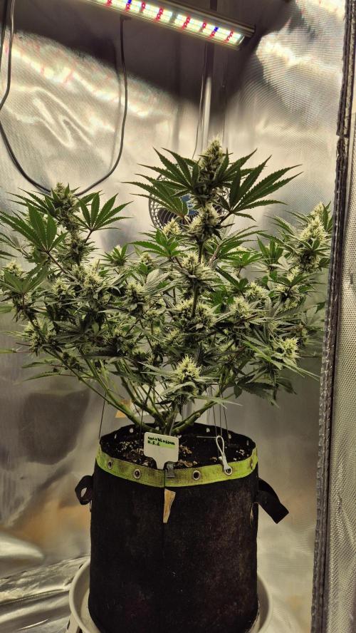 Apfelblüten. Week 10 - Tag 67