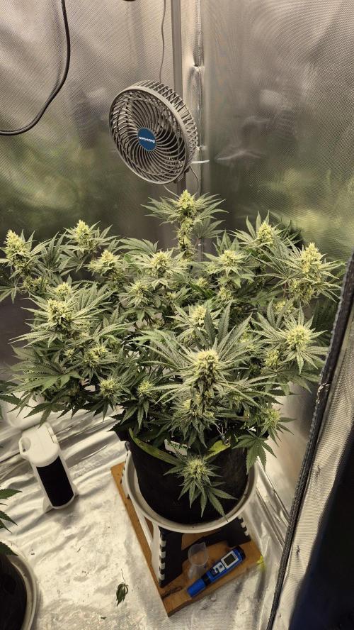 Apfelblüten. Week 10 - Tag 67