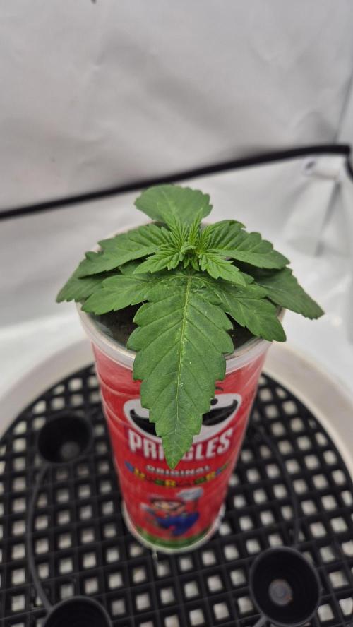 Gorillamelon (Pringles-Cup). Week 2 - Tag 11