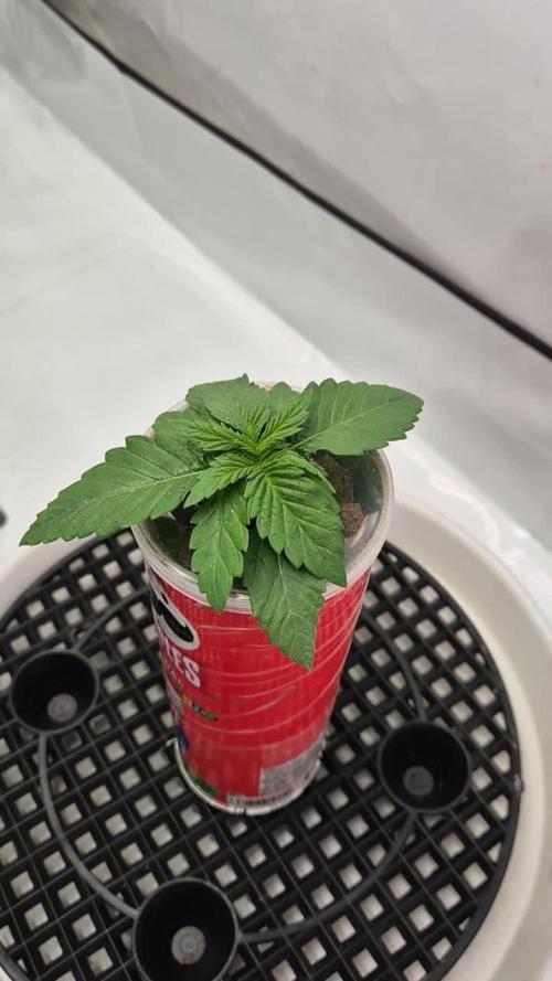 Gorillamelon (Pringles-Cup)