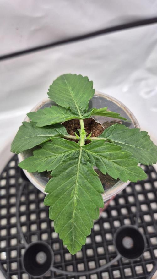 Gorillamelon (Pringles-Cup). Week 2 - Tag 12