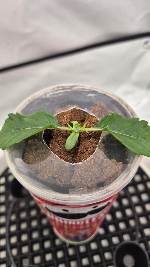 Gorillamelon (Pringles-Cup). Week 2 - Tag 12