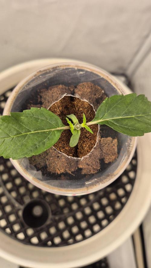 Gorillamelon (Pringles-Cup). Week 2 - Tag 13