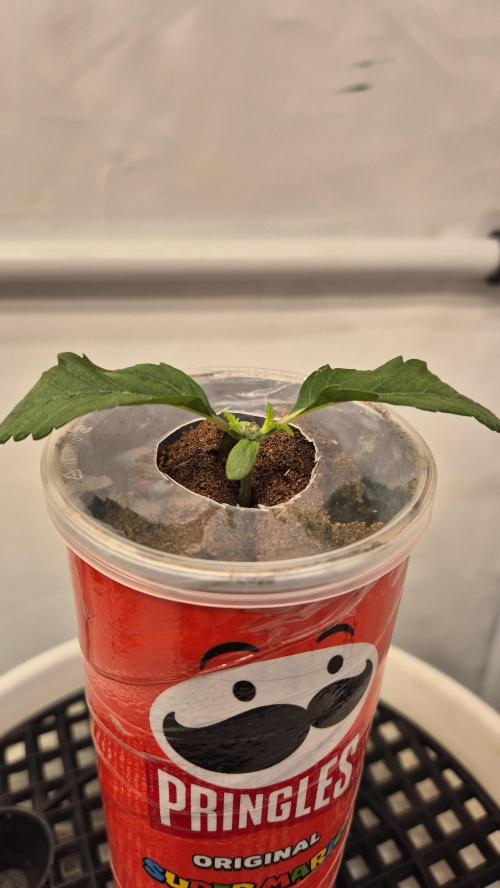 Gorillamelon (Pringles-Cup). Week 2 - Tag 13